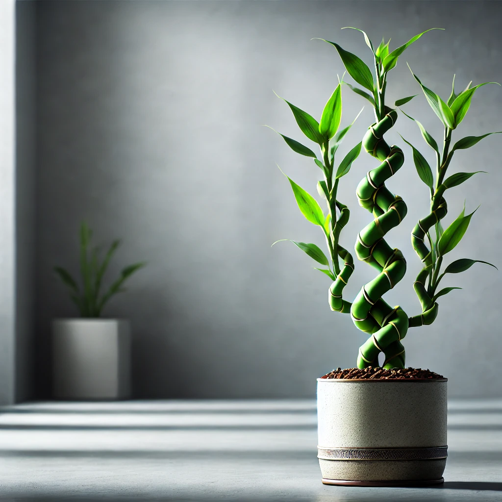 Braided Lucky Bamboo plant with intricately braided stalks in a stylish pot, set in a clean, minimalist space with natural light.