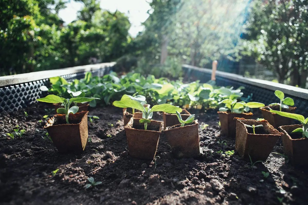 Starting Your Organic Garden