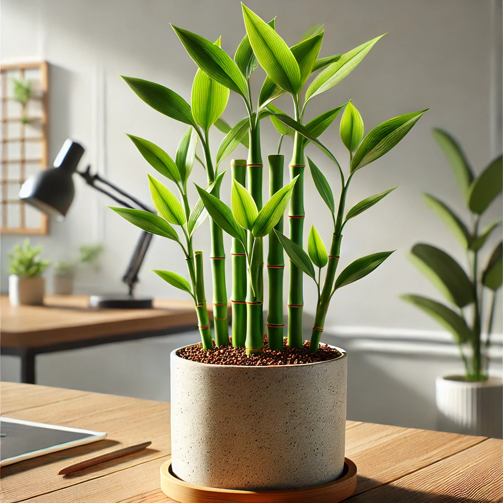 Lucky Bamboo plant with vibrant green stalks and leaves growing in a pot with well-draining soil, set on a wooden table in a minimalist workspace with natural light.